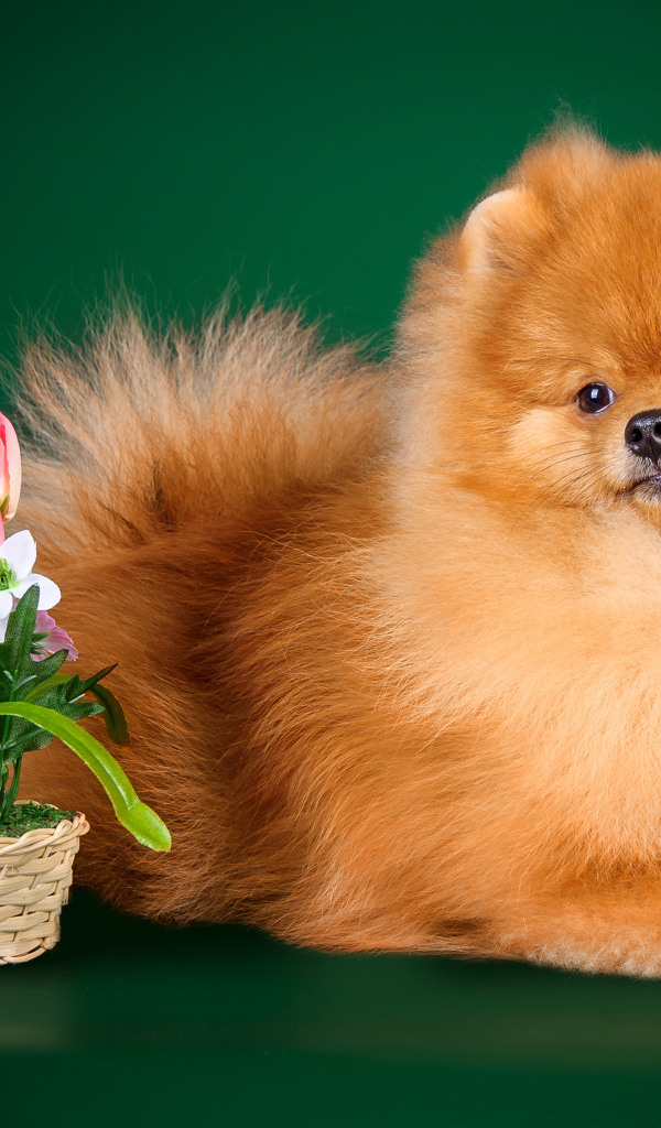 Рыжий шпиц на зеленом фоне