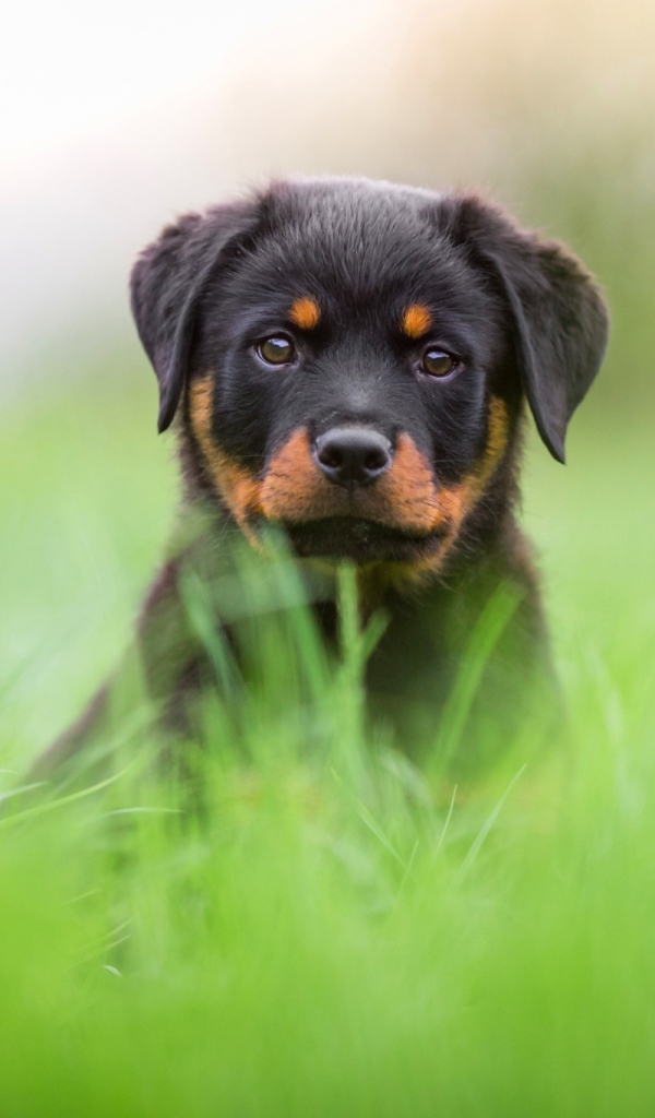 Щенок ротвейлера сидит в зеленой траве