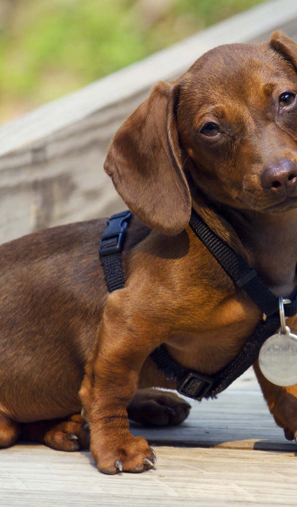 Грустная такса сидит на дороге