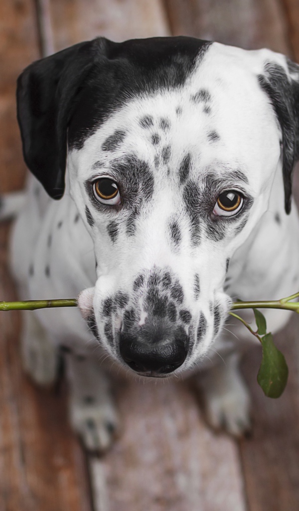 Грустный далматин с красной розой в пасти