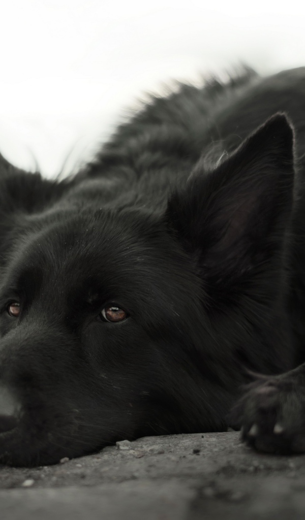 Грустная немецкая овчарка лежит на земле