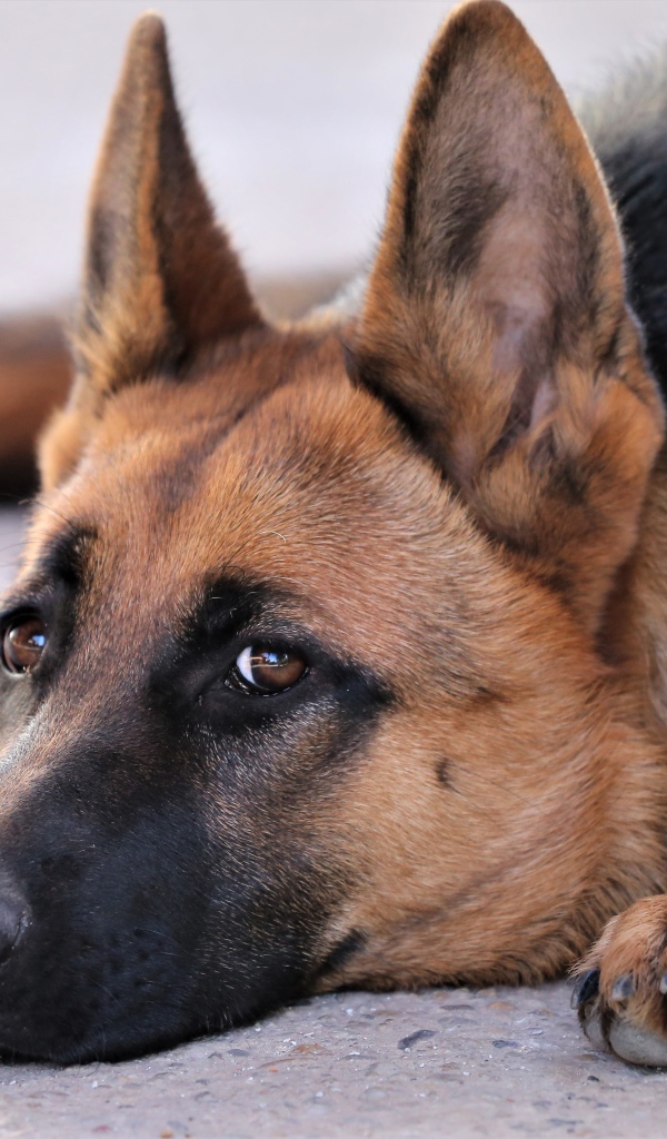 Грустная немецкая овчарка лежит на асфальте 