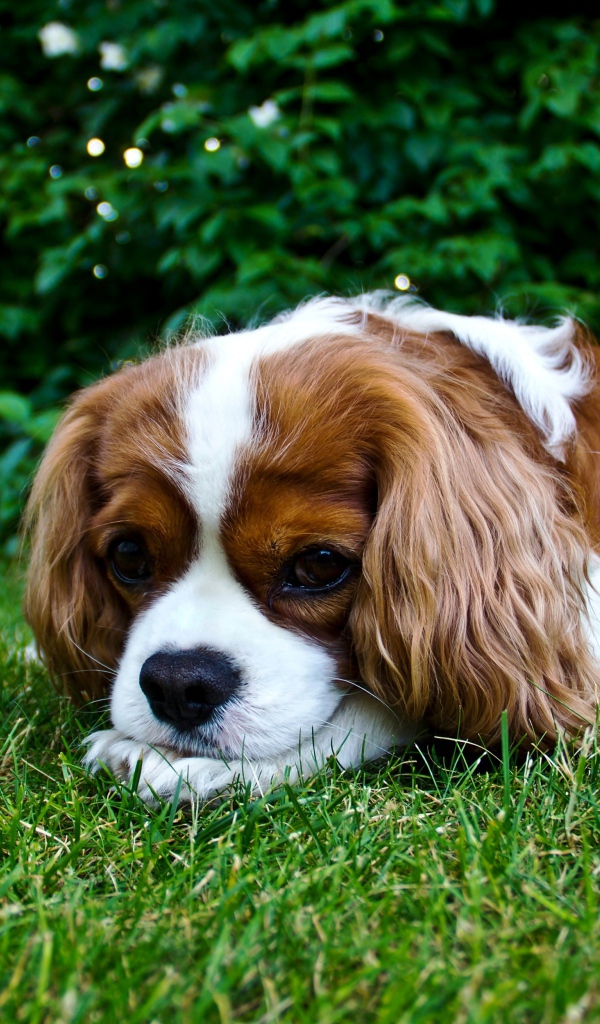 Грустный Кинг Чарльз Спаниель лежит на зеленой траве