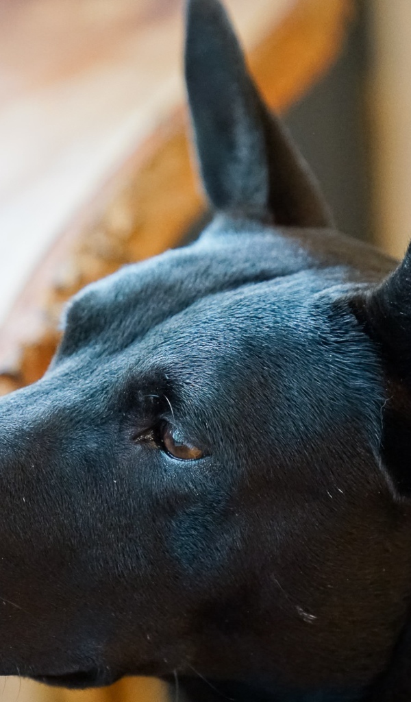 Грустная черная собака у окна 