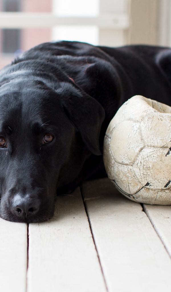 Грустный черный лабрадор с футбольным мячом 