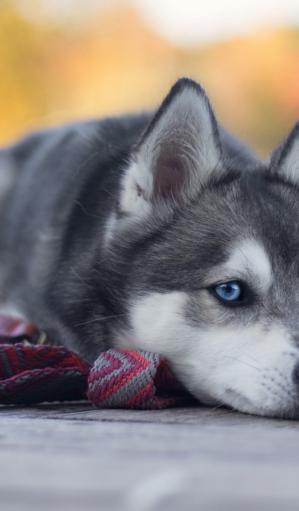Грустный голубоглазый хаски с поводком 