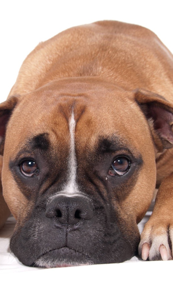 Грустный боксер на белом фоне