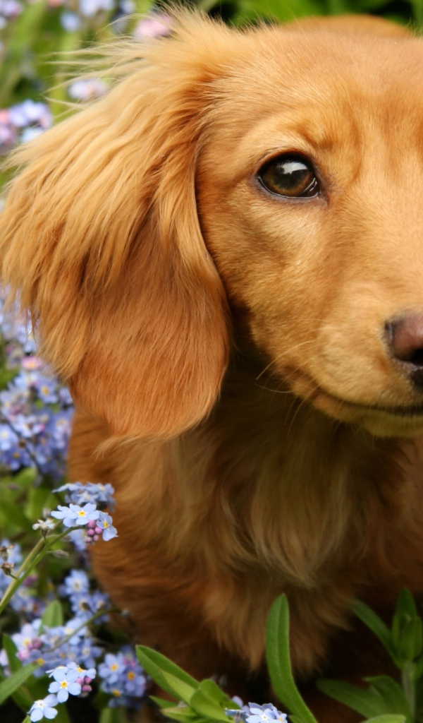 Грустная такса сидит в голубых цветах