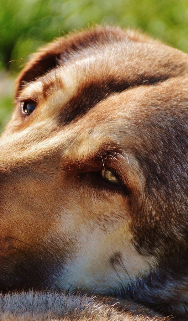 Грустная собака отдыхает на зеленой траве
