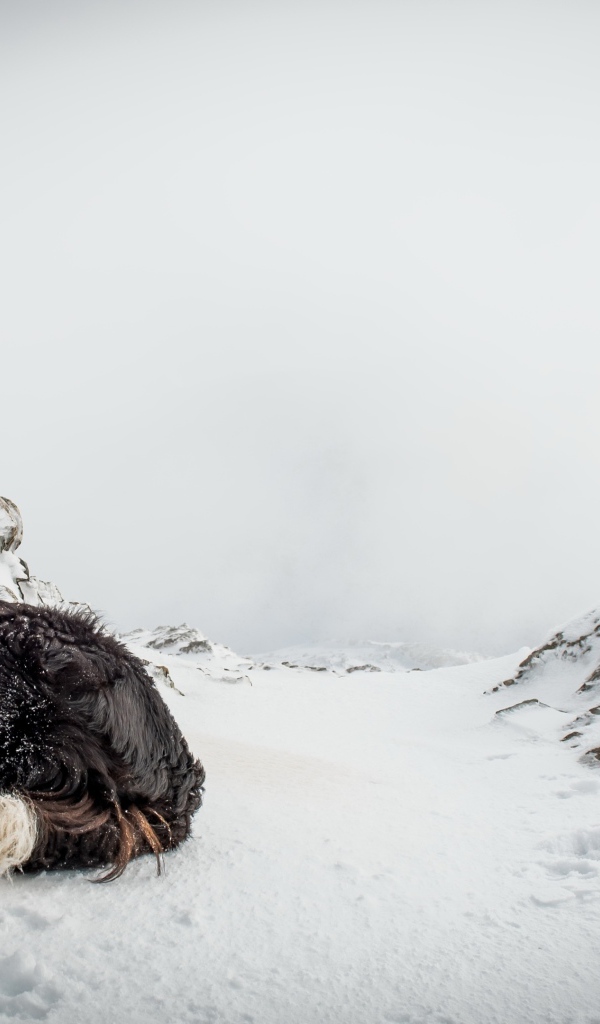 Грустная собака спит на снегу зимой