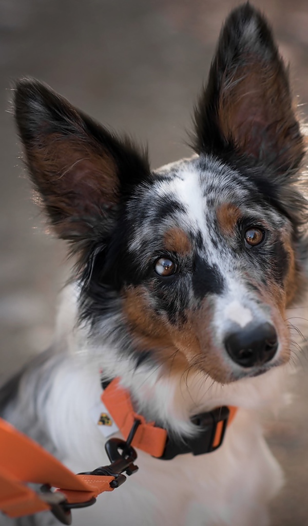 Грустный взгляд собаки породы бордер колли на поводке