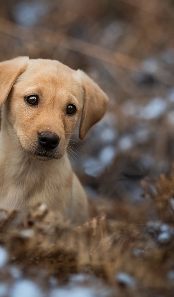 Sad puppy of a golden retriever