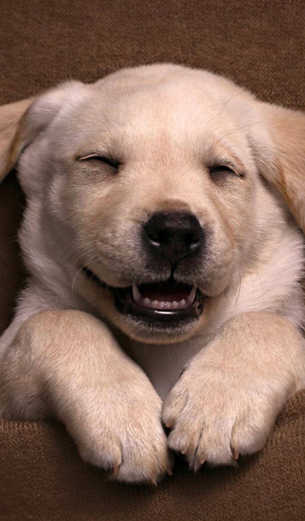 Довольный спящий щенок золотистого ретривера 