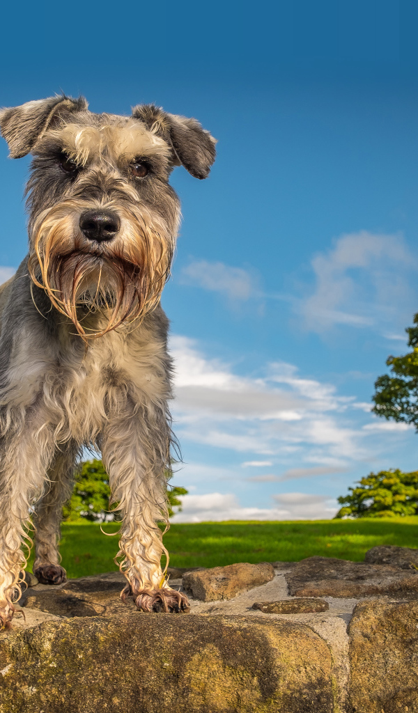 Шнауцер стоит на камне под голубым небом
