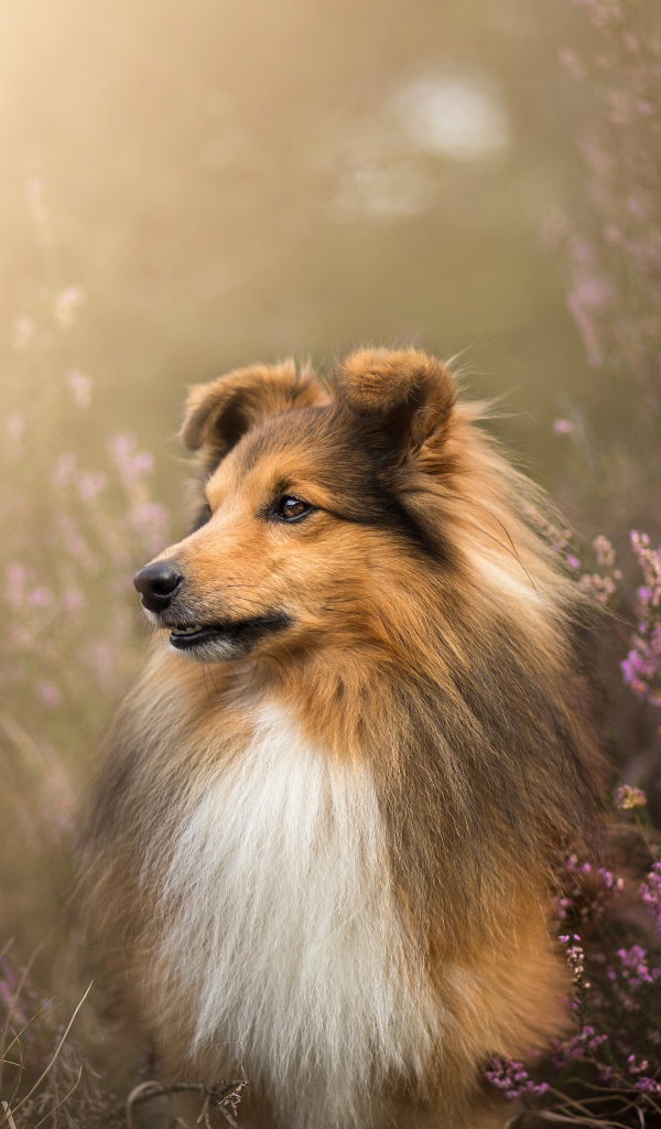 Собака породы шелти в цветах