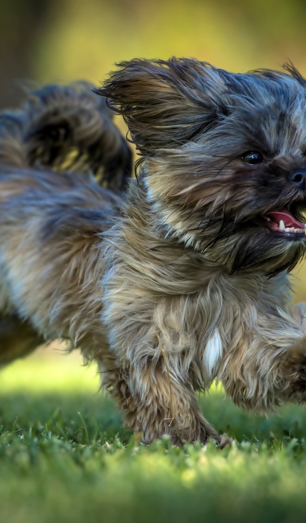 Щенок Ши-тцу бежит по зеленой траве