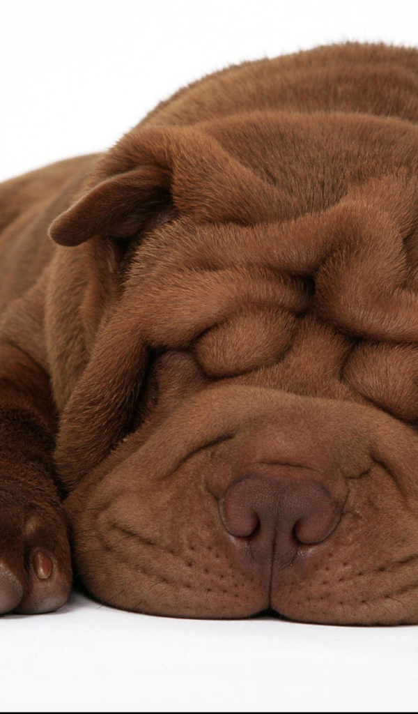 Спящий щенок шарпея на белом фоне