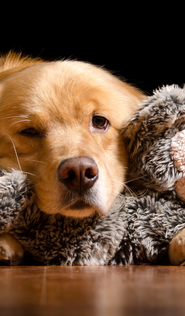 Сонный золотистый ретривер с игрушкой