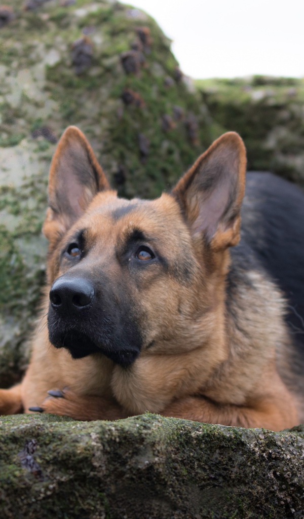 Умная немецкая овчарка лежит на камне