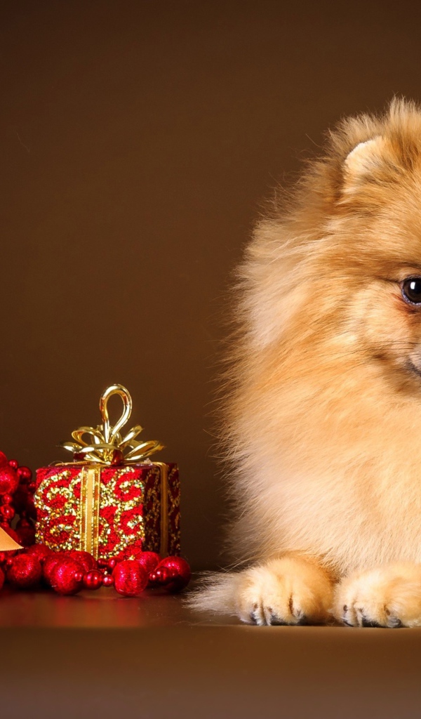 Шпиц с подарком в форме сердца