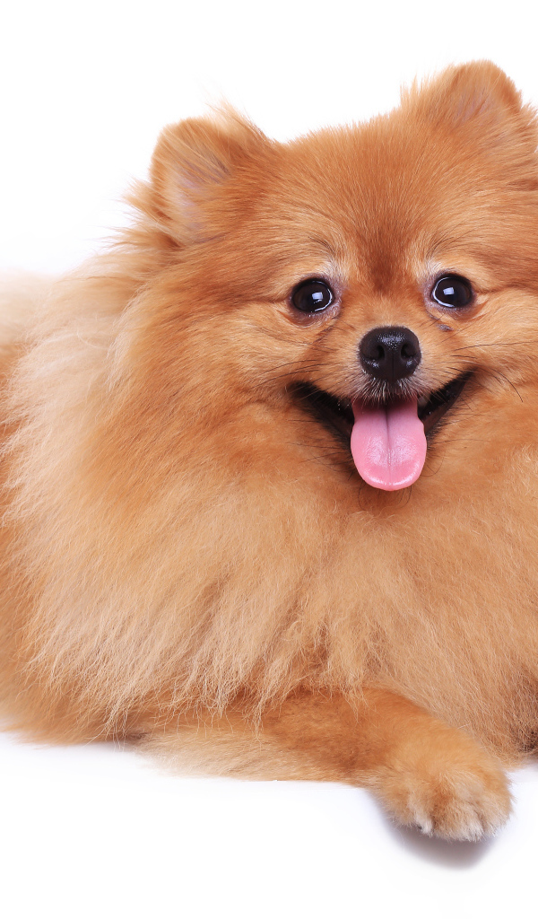 Шпиц с высунутым языком на белом фоне