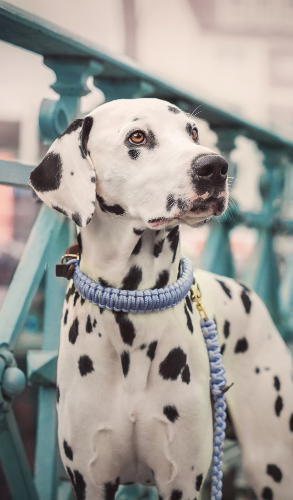 Пятнистый далматин на мосту 