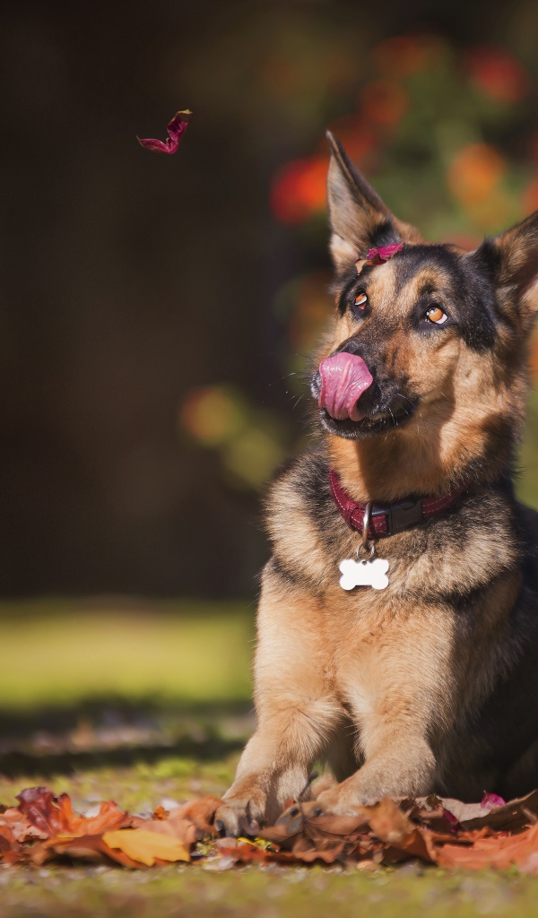 Немецкая овчарка с высунутым языком сидит на желтой листве