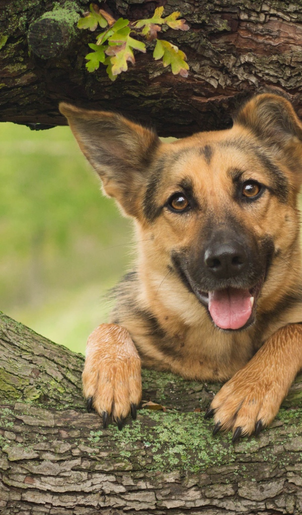 Немецкая овчарка с высунутым языком стоит у дуба