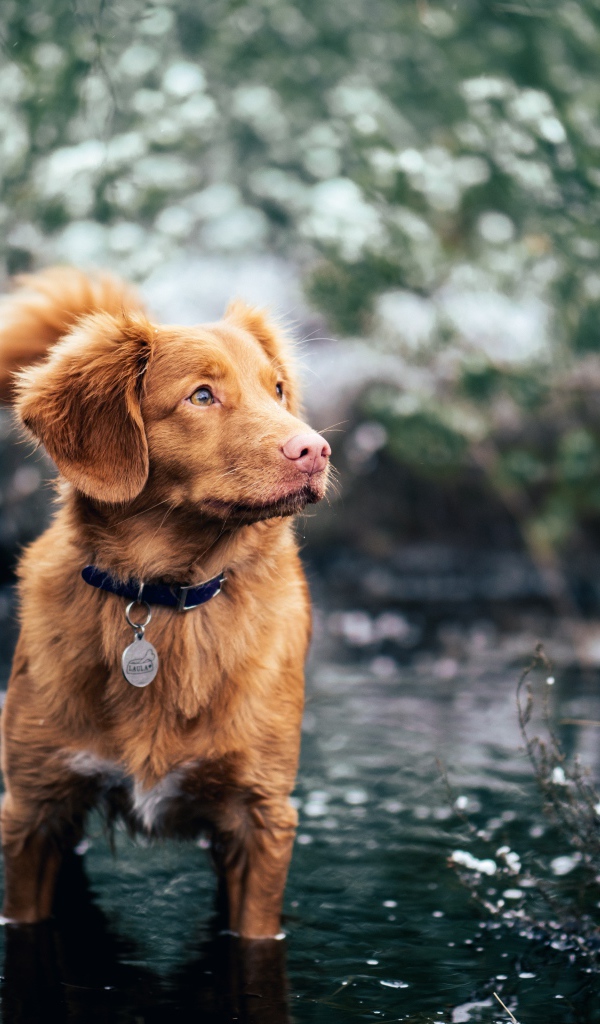 Новошотландский ретривер стоит в воде