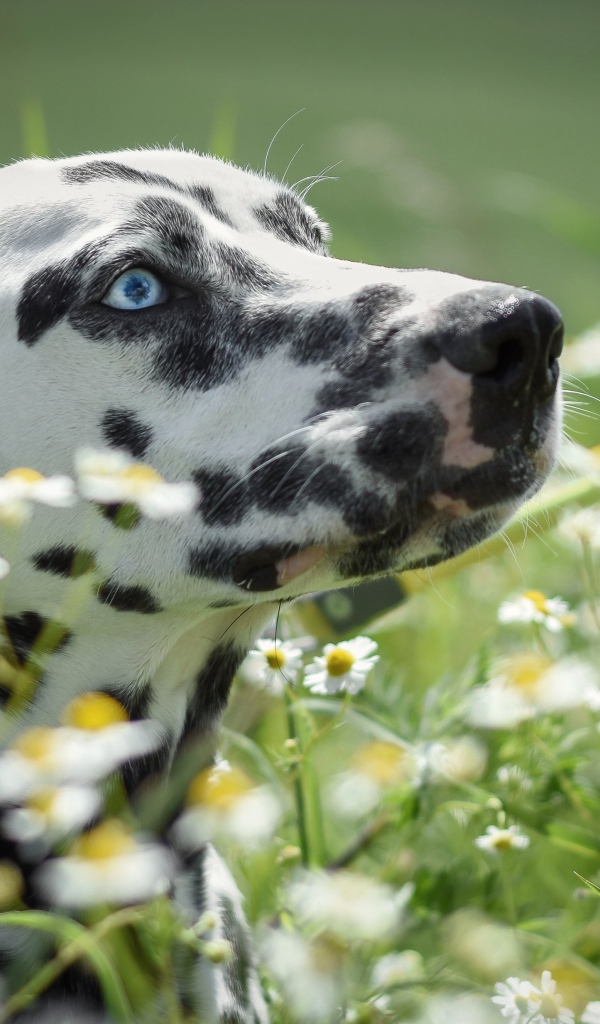 Голубоглазый далматин лежит в белых ромашках