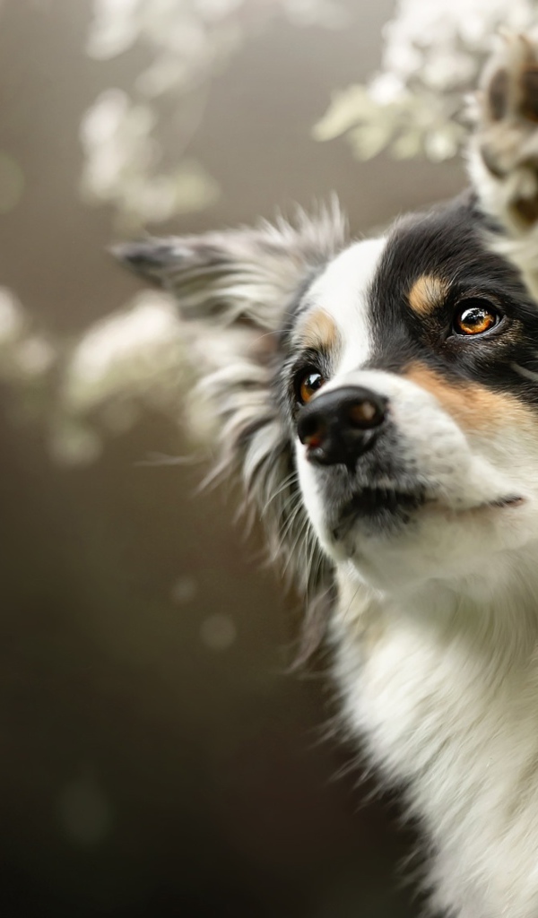 Собака породы Бордер-Колли подает лапу