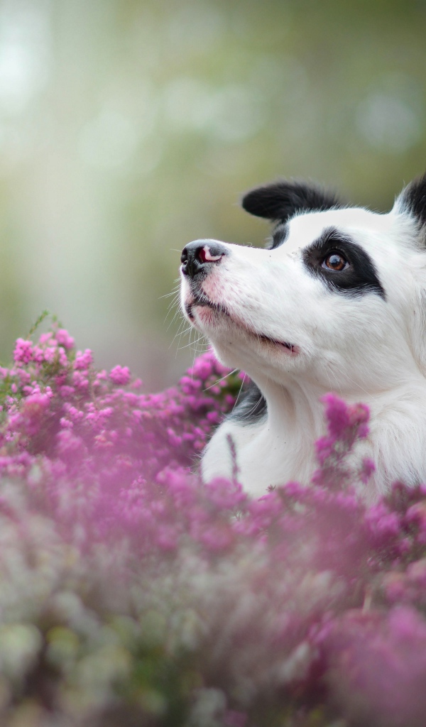 Собака породы бордер колли сидит в сиреневых цветах
