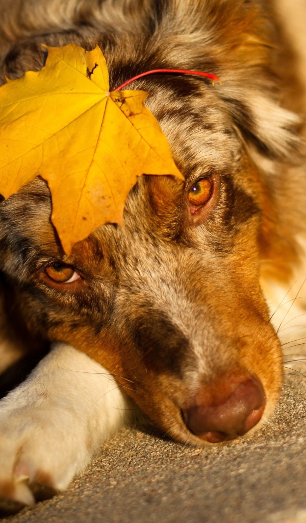 Собака лежит лежит с желтым листом на морде 