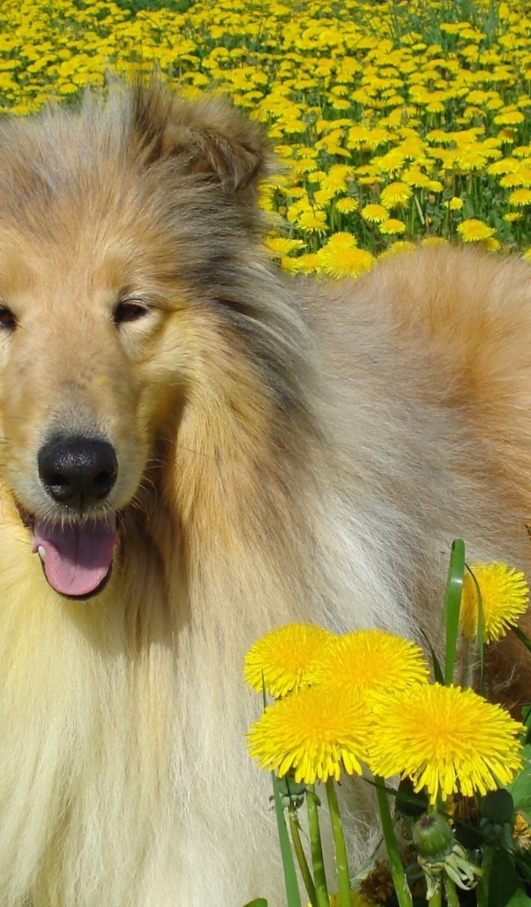 Длинношёрстный колли лежит в желтых одуванчиках
