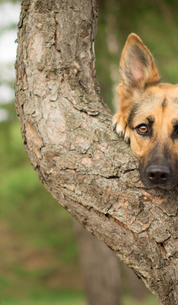Морда немецкой овчарки лежит на дереве