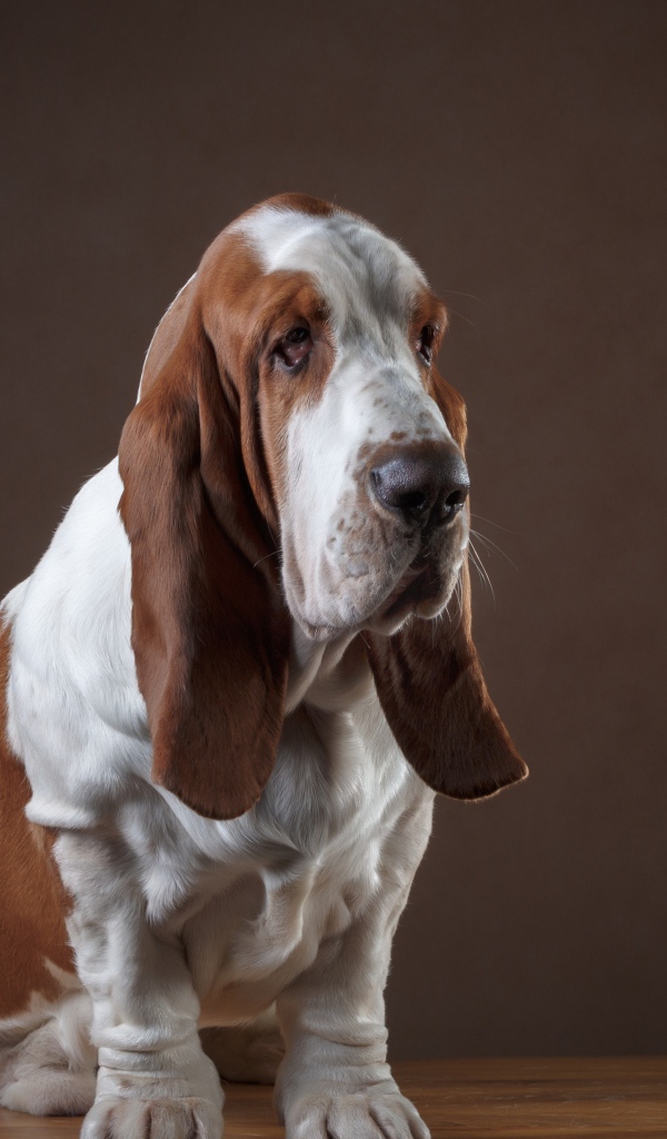 Грустный пес породы бассет хаунд 