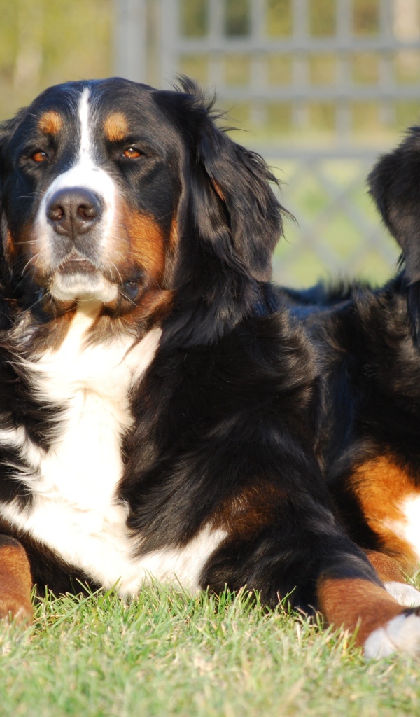 Две собаки Бернский зенненхунд лежат на зеленой траве 
