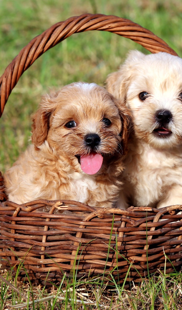 Два щенка Бишон фризе сидят в корзине