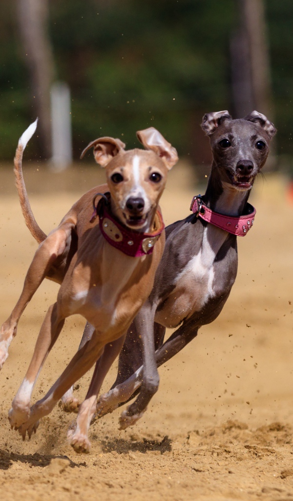 Две собаки породы грейхаунд бегут по песку 