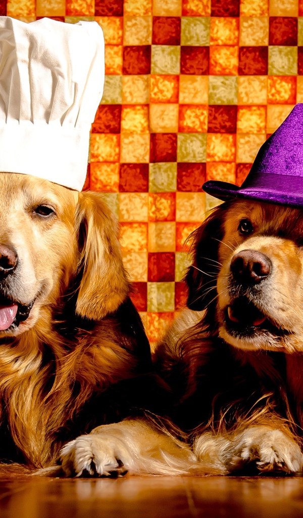 Два забавных золотистых ретривера в шапках