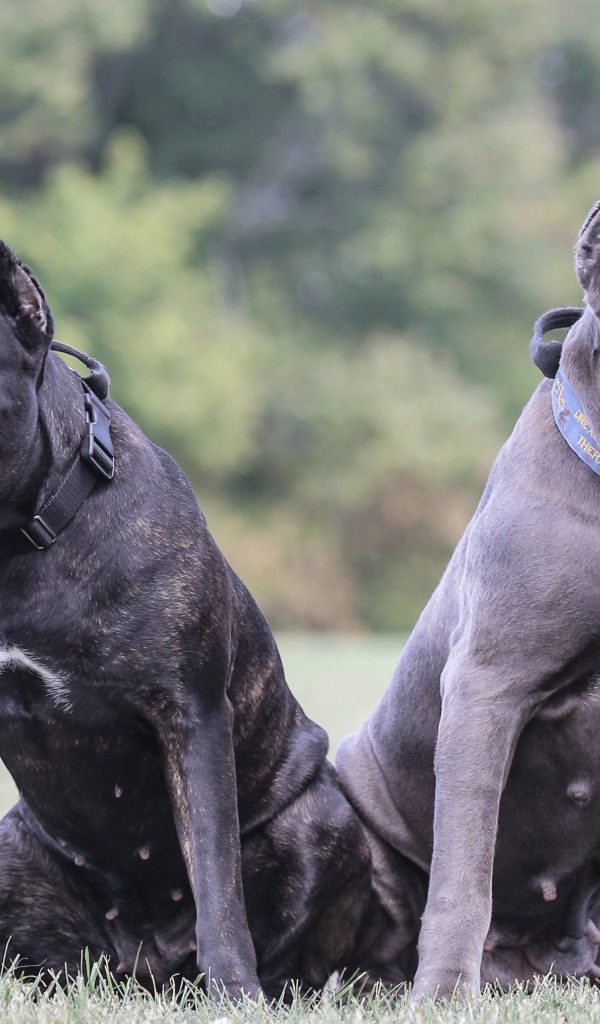 Два больших пса породы Кане-корсо на траве