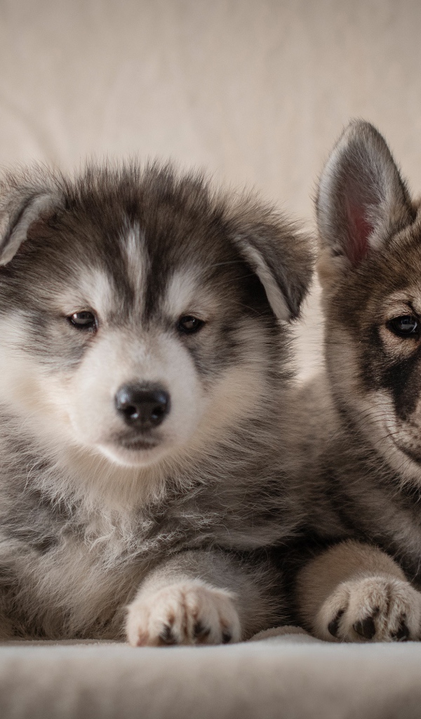 Два милых серых щенка хаски 