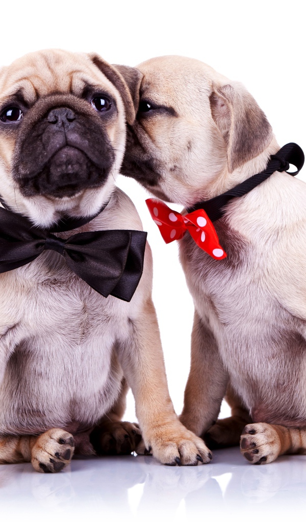 Два милых щенка мопса на белом фоне