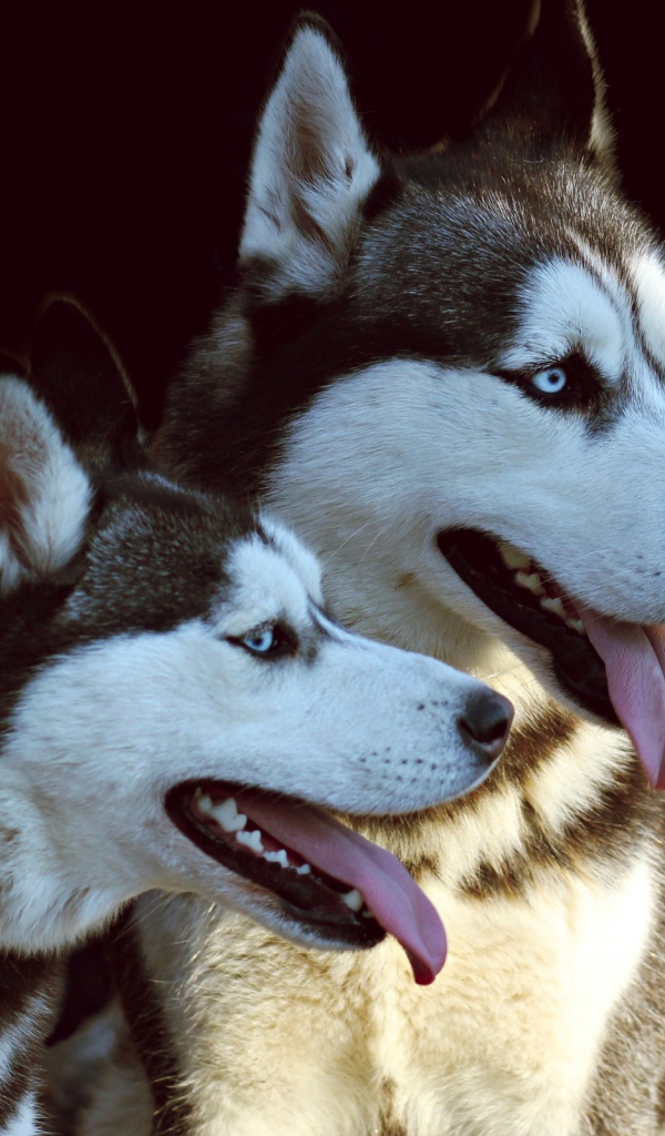 Две собаки породы хаски с высунутыми языками на черном фоне