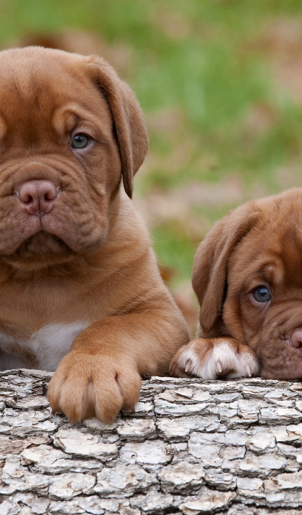 Два забавных маленький щенка бордоского дога