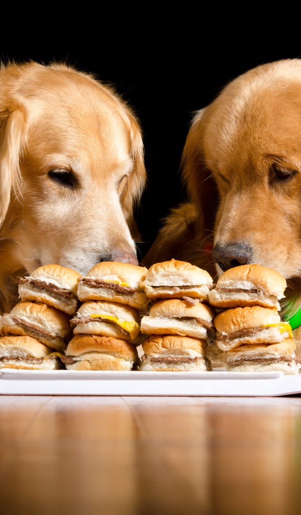 Два золотистых ретривера едят гамбургеры