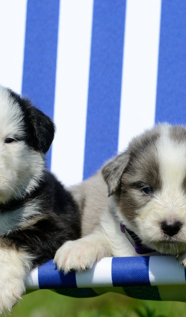 Два маленьких милых щенка в кресле