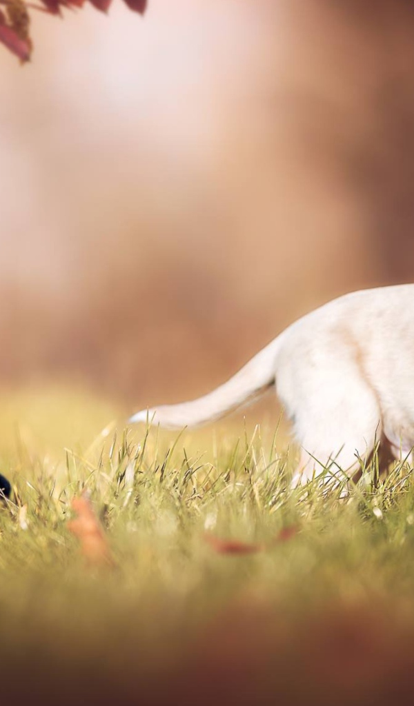 Два маленьких щенка спаниеля в зеленой траве 