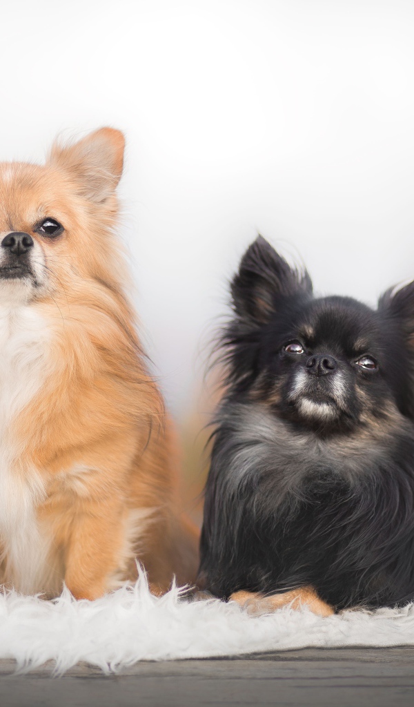 Две длинношерстных собаки чихуахуа 