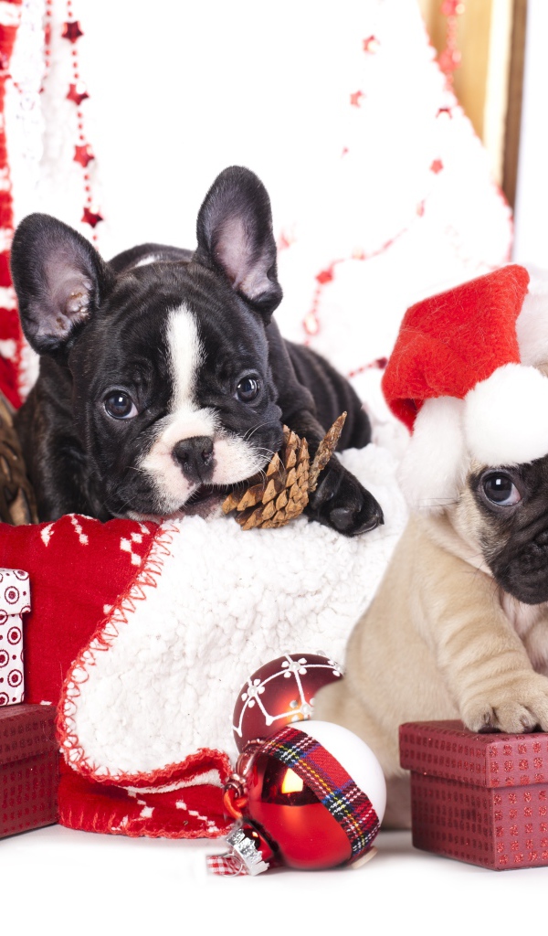 Два щенка французского бульдога на новогодних подарках